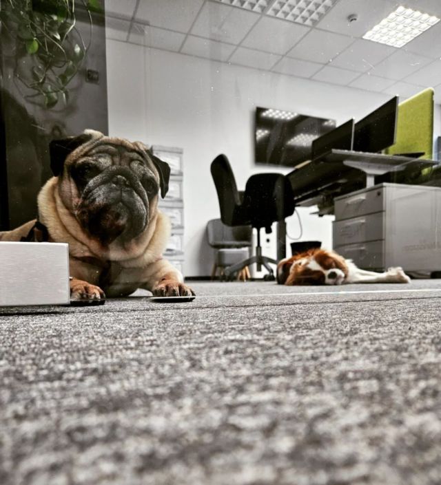 Friday Office Guests🐕🤗

#actiofarma#fridaymood#dogsinoffice#animalfriendlyoffice💛